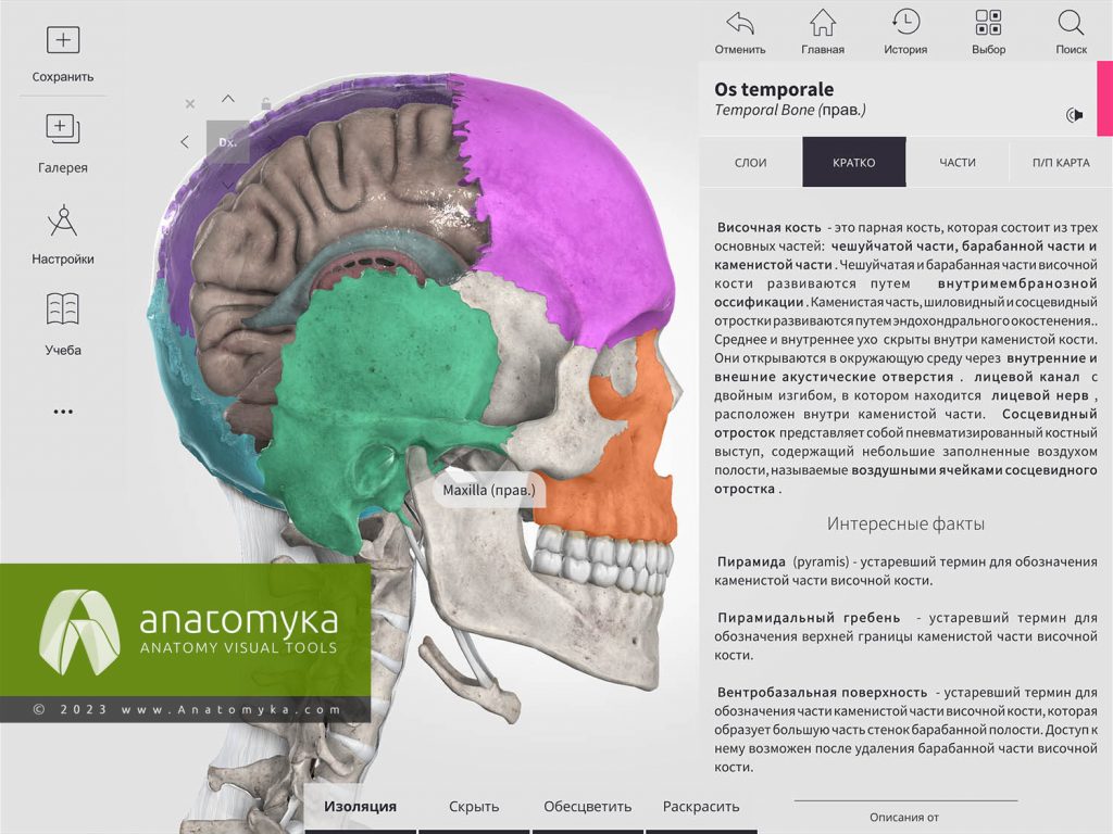 План изучения анатомии человека